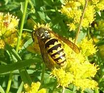 Image of Alaska Yellowjacket