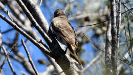 Image of Black-eared Cuckoo