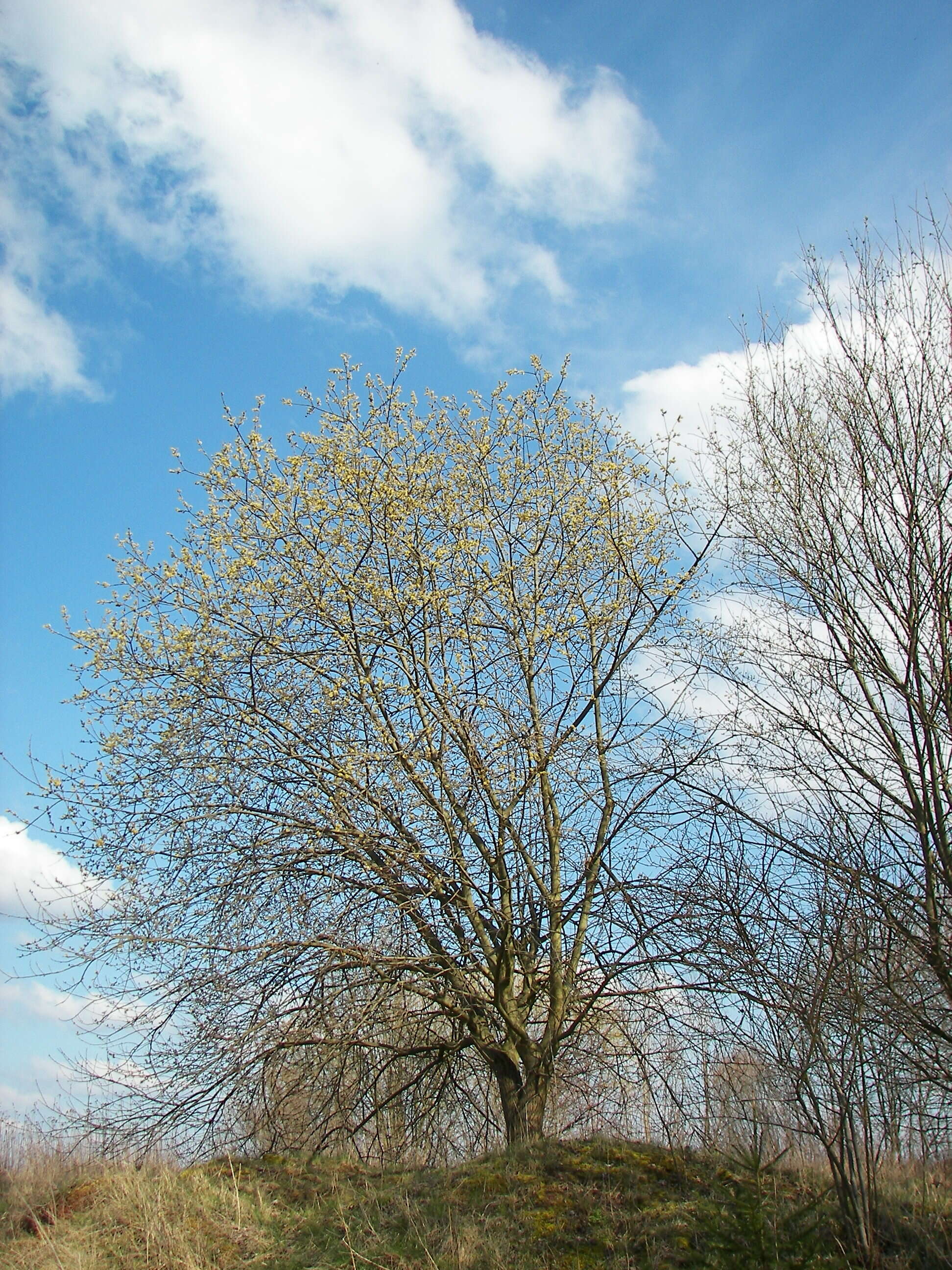 Image of goat willow