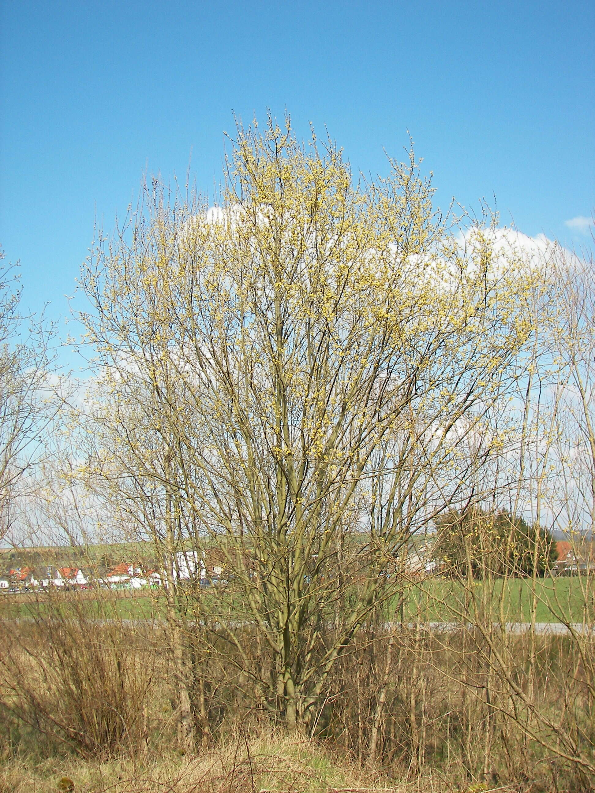 Image of goat willow