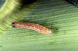 Image of European Corn Borer