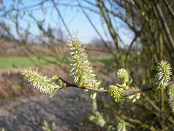 Image of goat willow