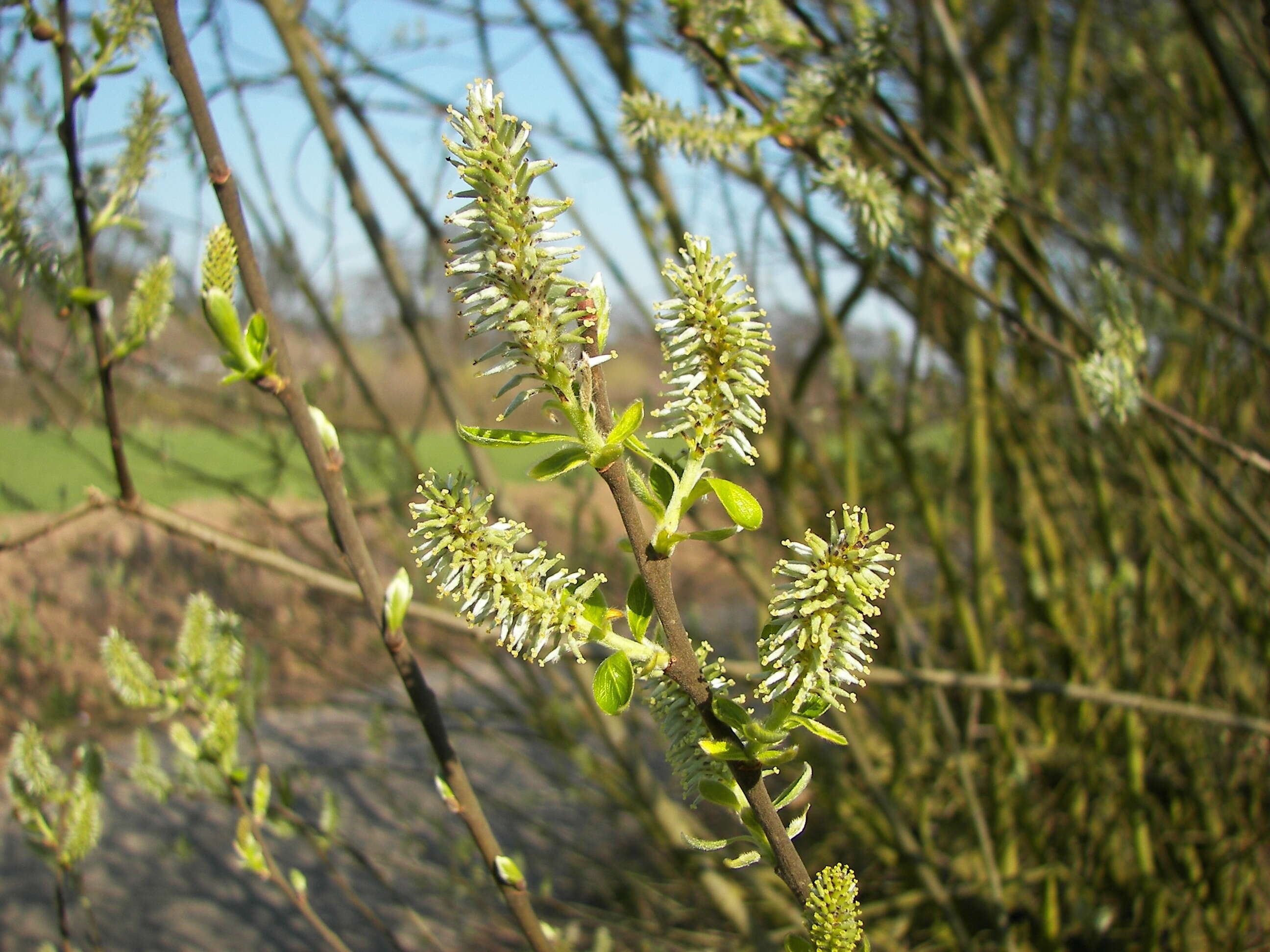 Image of goat willow