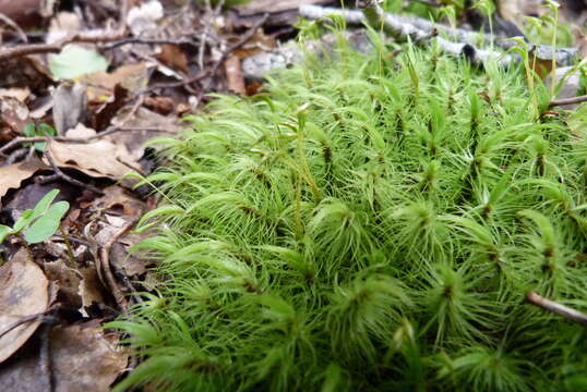 Слика од Dicranoloma plurisetum C. Müller ex Dixon 1913