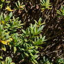 Image of Veronica topiaria (L. B. Moore) Garn.-Jones