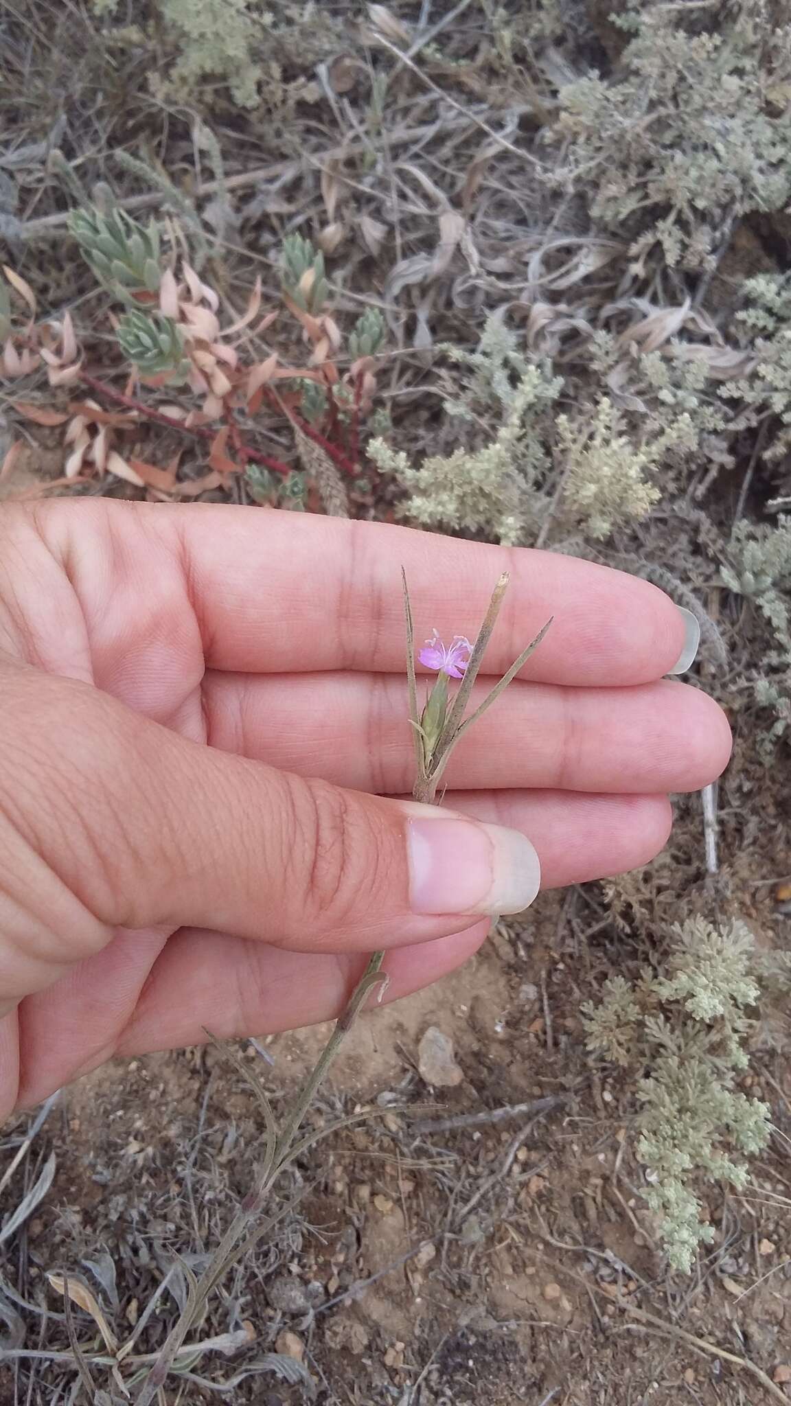 Image of Dianthus pseudarmeria M. Bieb.