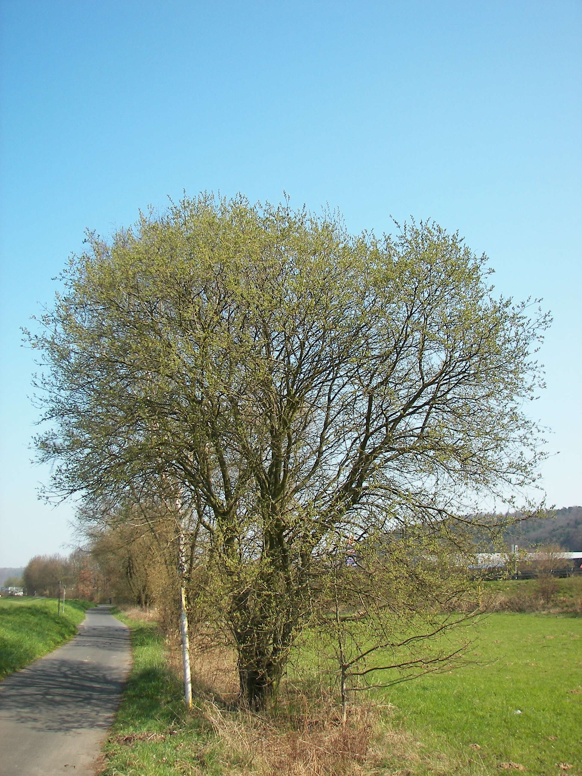 Image of goat willow