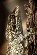 Image of Horsfield's Spiny Lizard