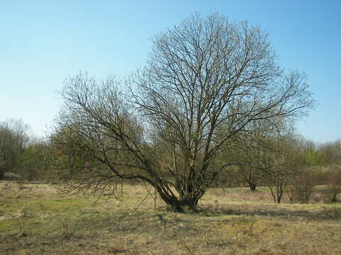 Image of goat willow