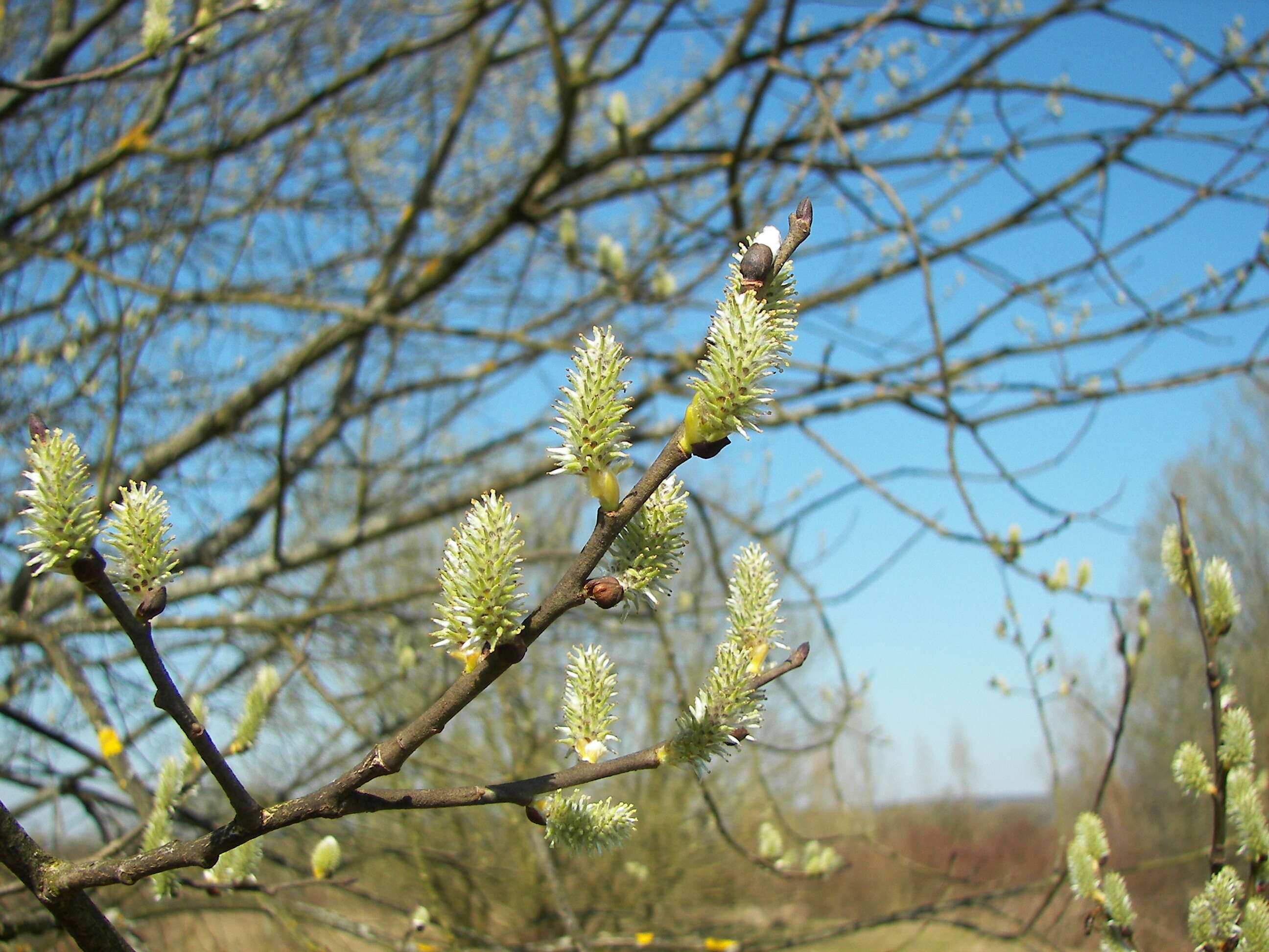 Image of goat willow