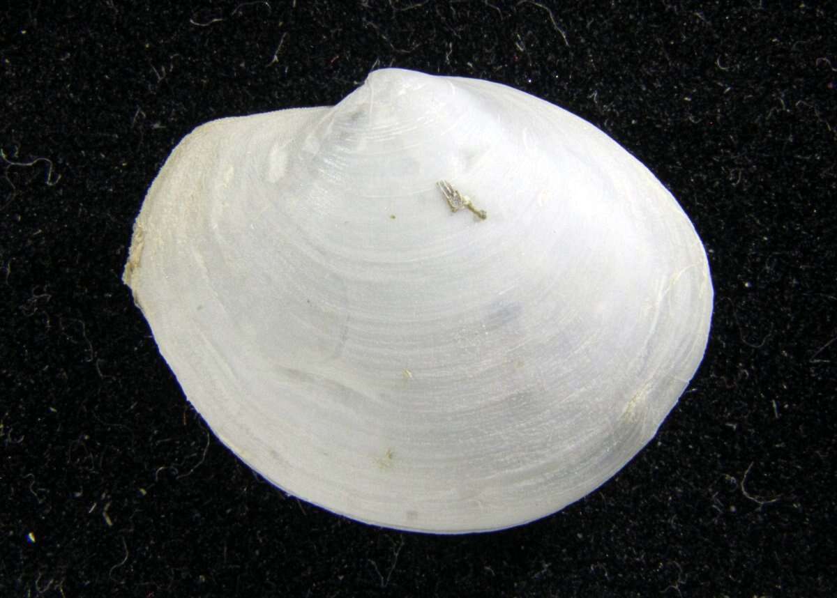Image of Periploma orbiculare Guppy 1882