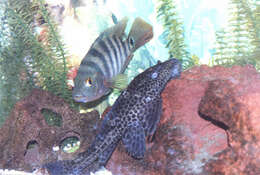 Image of Leopard pleco