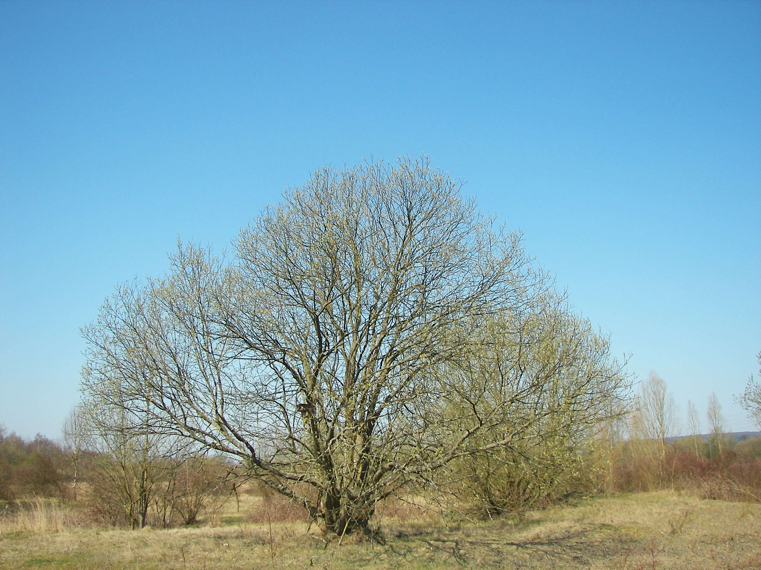 Image of goat willow