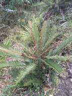 Image of Lomariocycas aurata (Fée) Gasper & A. R. Sm.