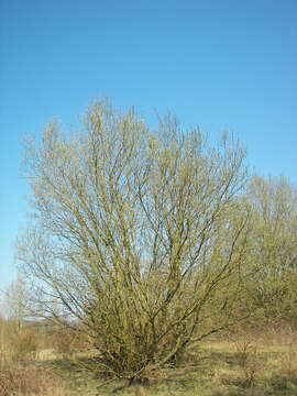 Image of goat willow