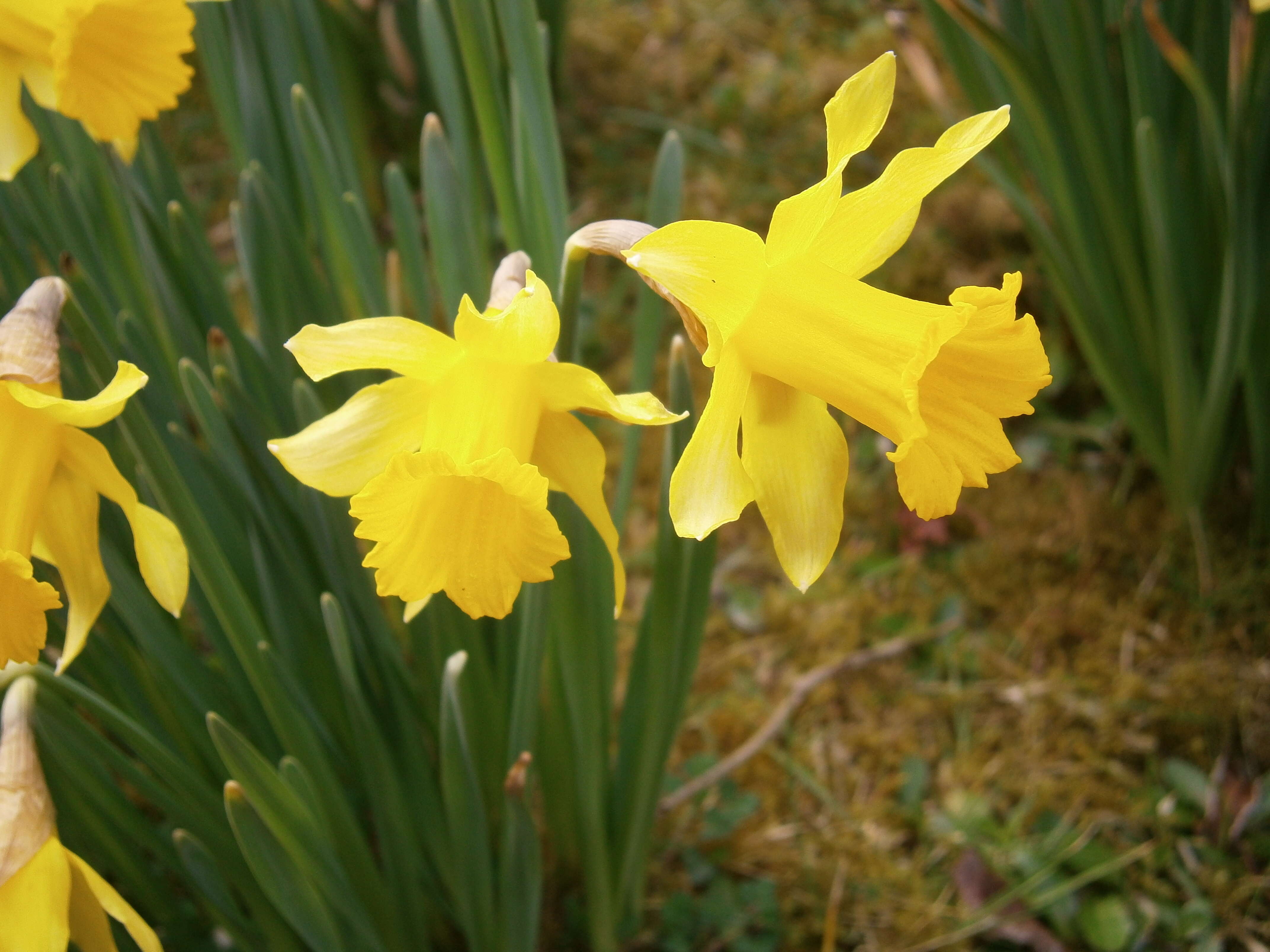 Image of Narcissus pseudonarcissus subsp. major (Curtis) Baker