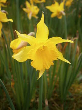 Image of Narcissus pseudonarcissus subsp. major (Curtis) Baker