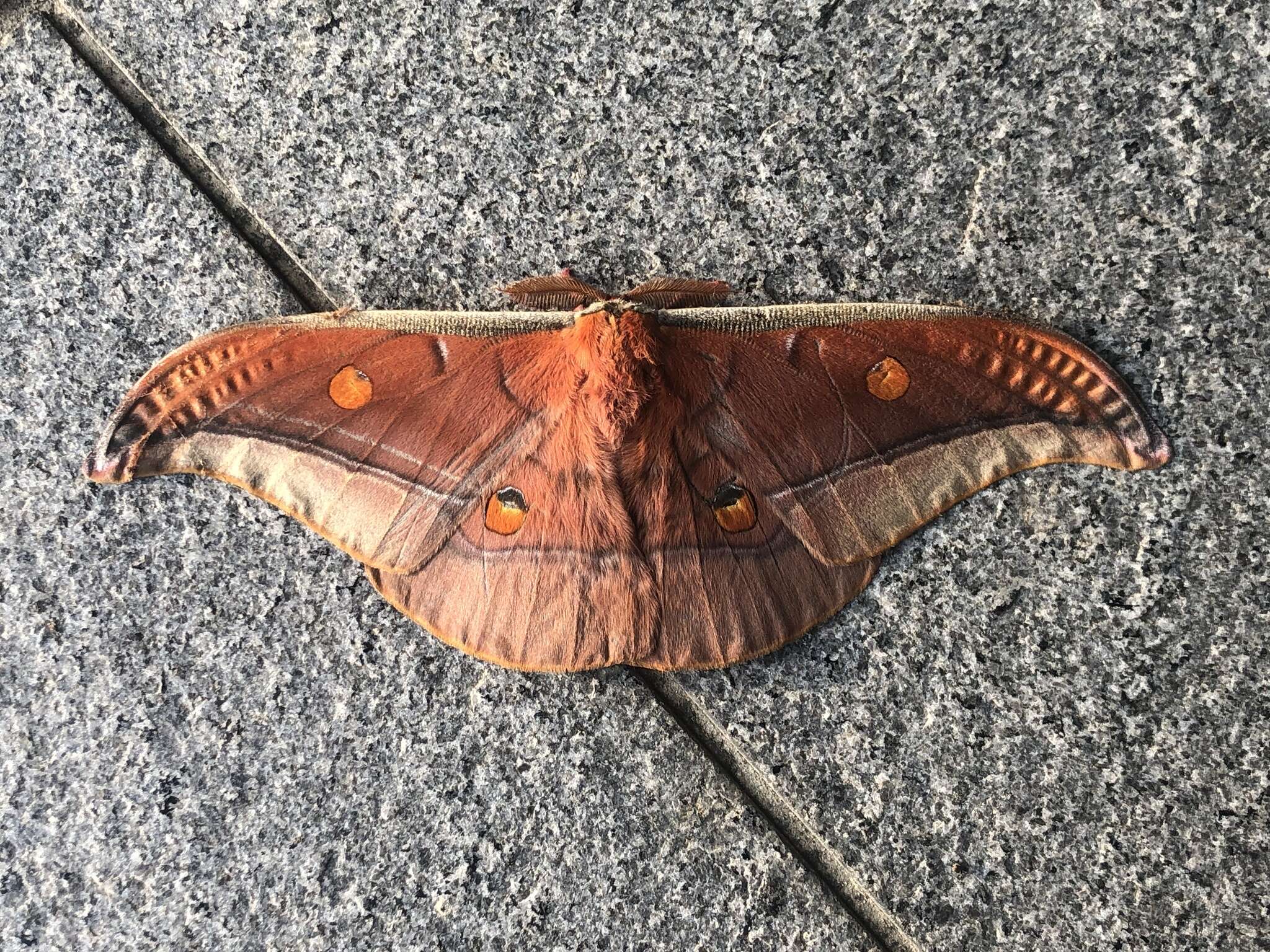 Image of Antheraea formosana Sonan 1937