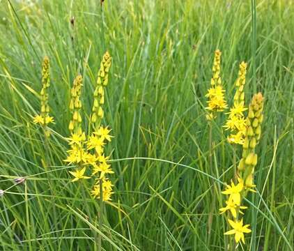 Image of California bog asphodel