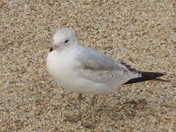 Image of Ring-billed Gull