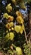 Image de Dioscorea hispida Dennst.