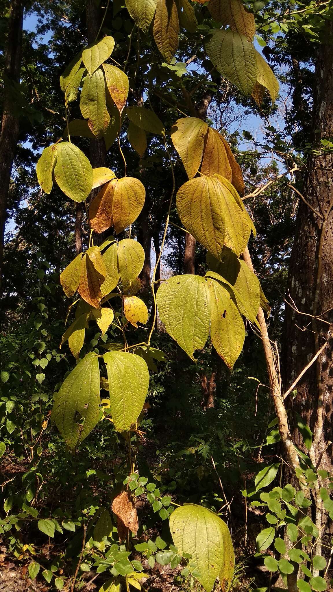 Image de Dioscorea hispida Dennst.