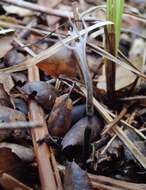 Image of Xylaria hypoxylon (L.) Grev. 1824