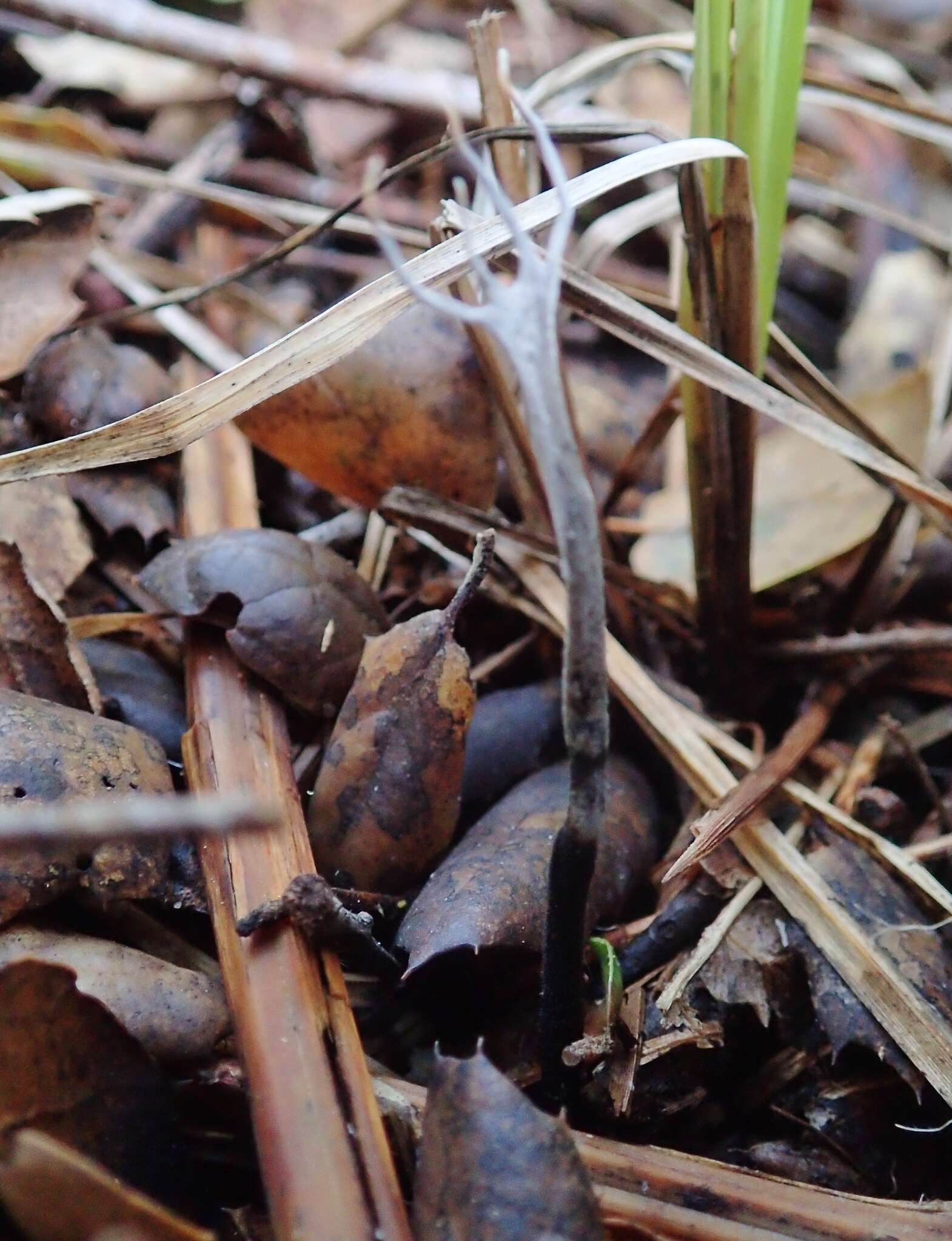 Imagem de Xylaria hypoxylon (L.) Grev. 1824