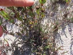 Image of Lampranthus fergusoniae (L. Bol.) L. Bol.