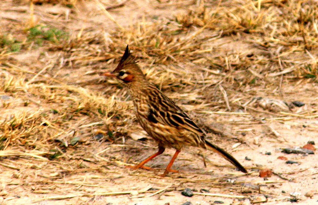 Слика од Coryphistera Burmeister 1860