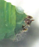 Image of Jumping plant lice