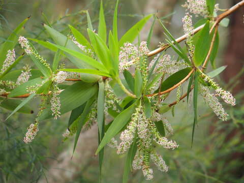 Image of Leucopogon verticillatus R. Br.