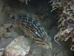 Image of Comb Grouper