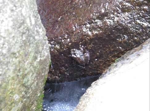 Image of Hong Kong Cascade Frog