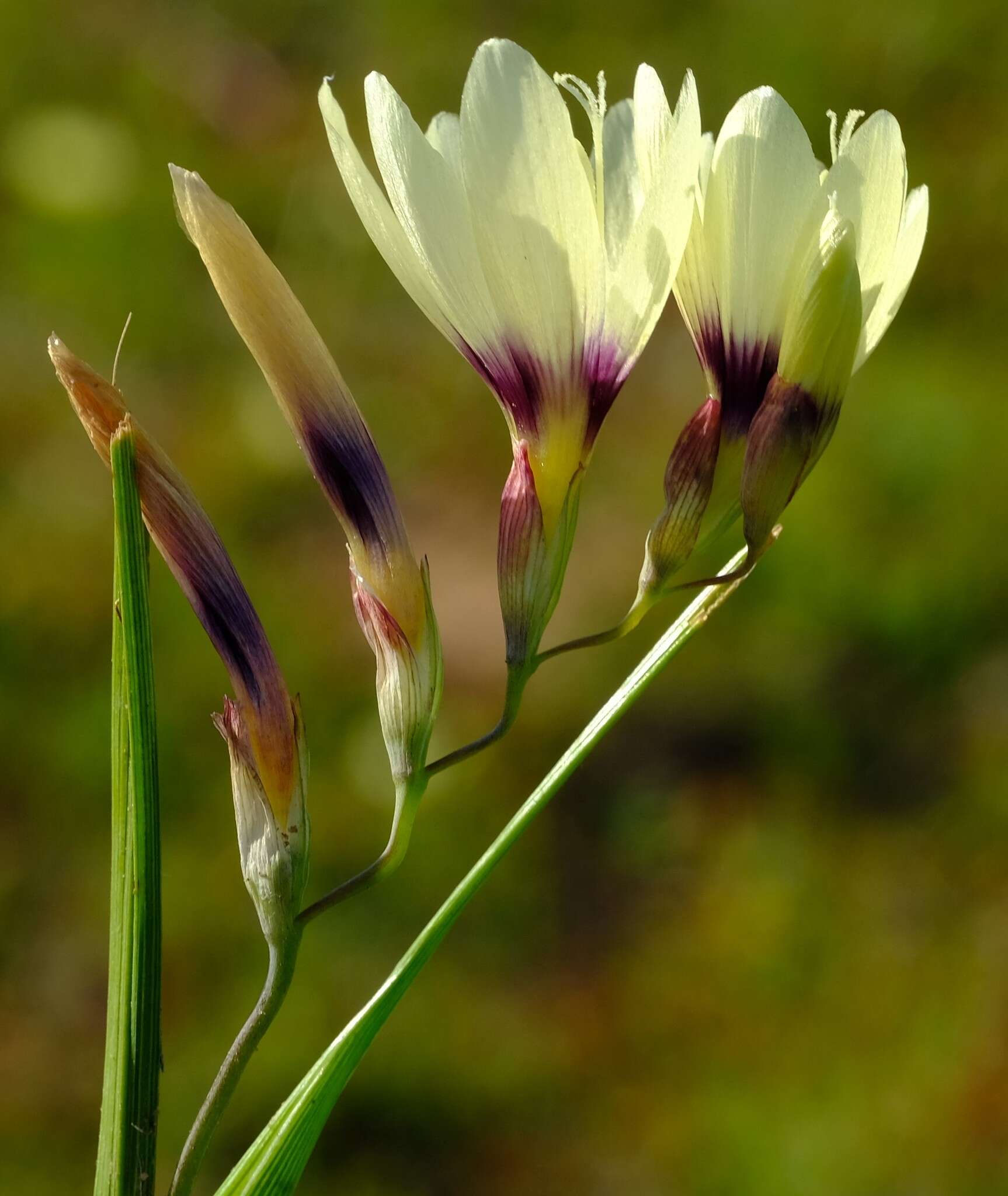 Image of Geissorhiza barkerae Goldblatt