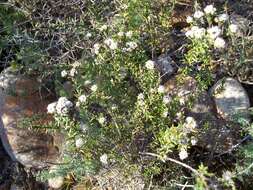 Image of Phylica propinqua Sond.