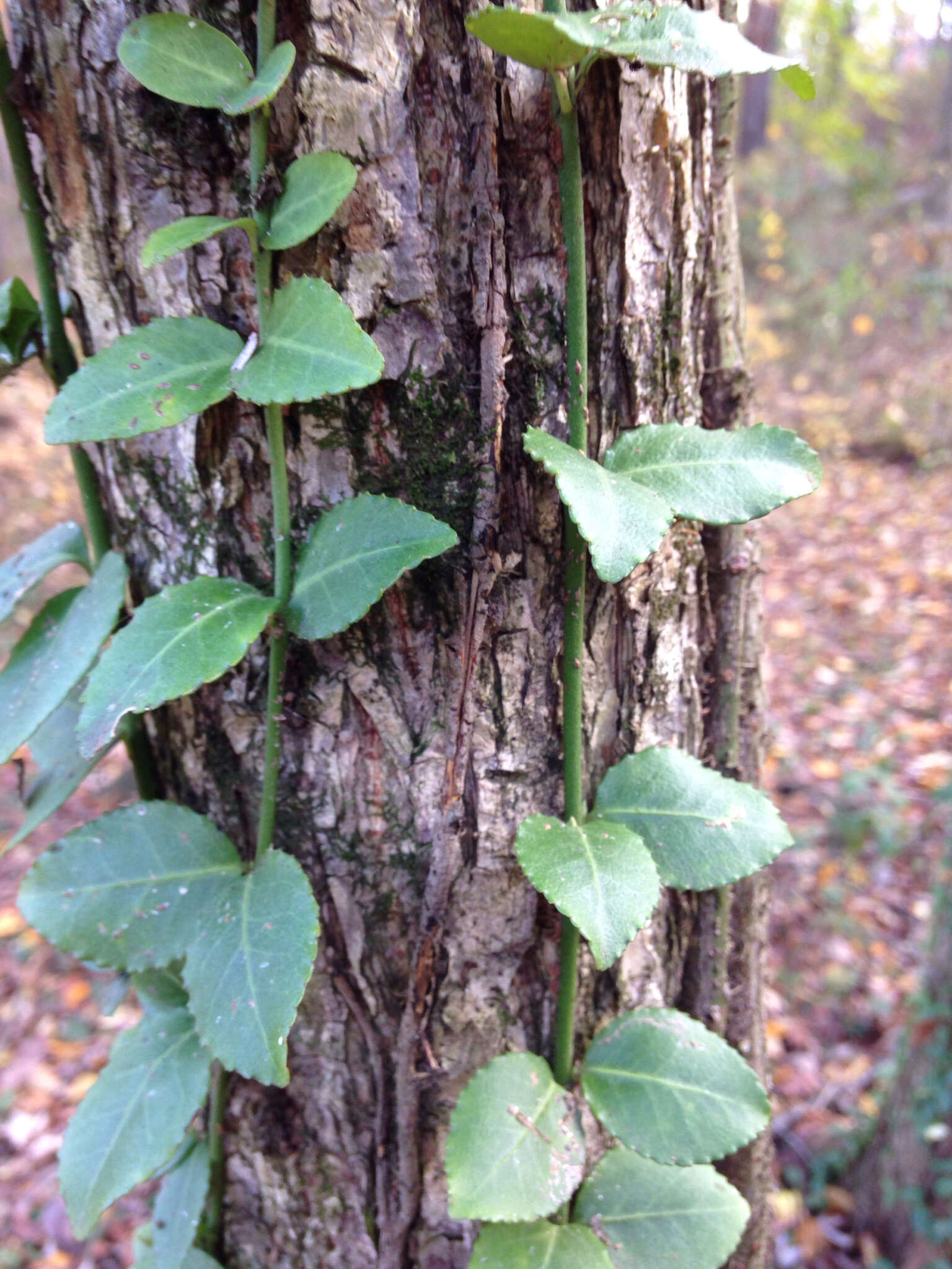 Image of Fortune's Spindle