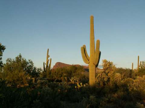 Image of saguaro