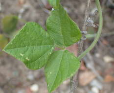 Image of Caribbean snoutbean