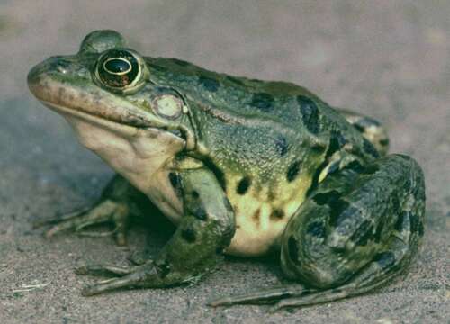 Image of Epirus Pool Frog