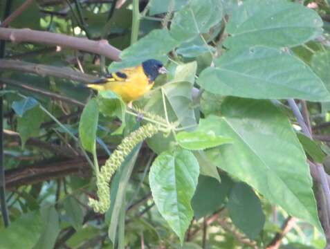 Image of Olivaceous Siskin