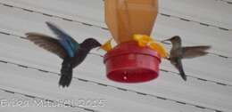 Image of Blue-headed Hummingbird