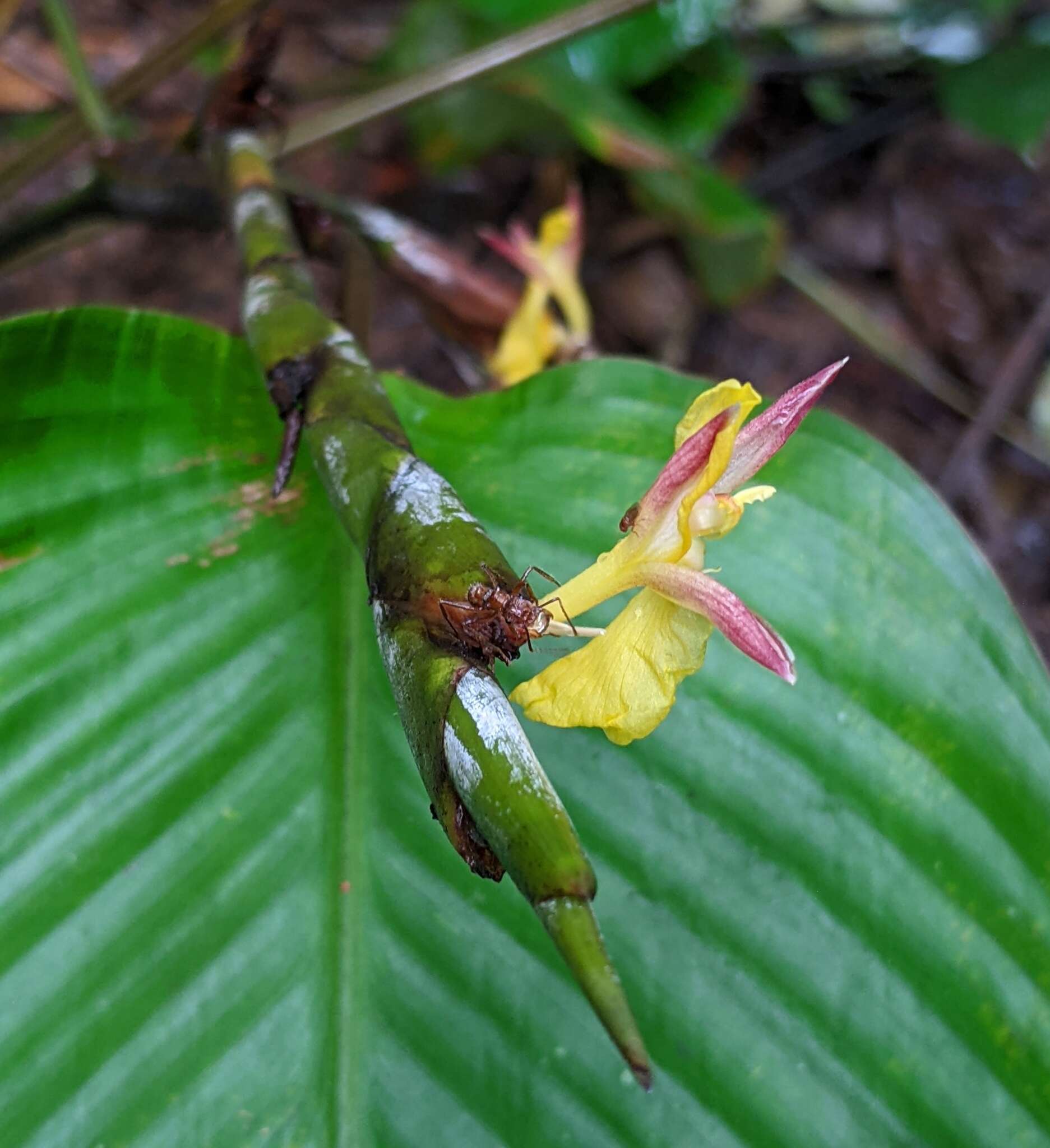 Image of Ischnosiphon obliquus (Rudge) Körn.