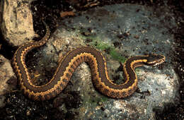 Image of Caucasus Subalpine Viper