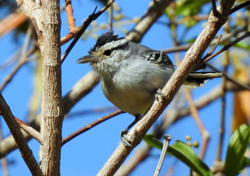 Image of Black-capped Antwren