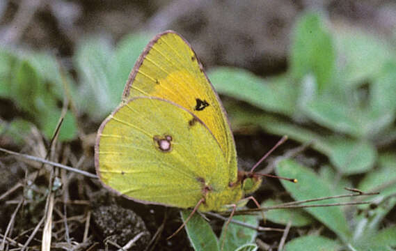 Image of Colias myrmidone (Esper 1781)