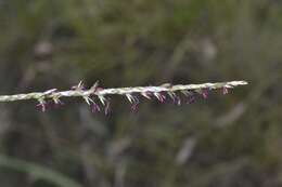 Image of Wire grass