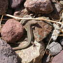Image of Andreansky's Lizard