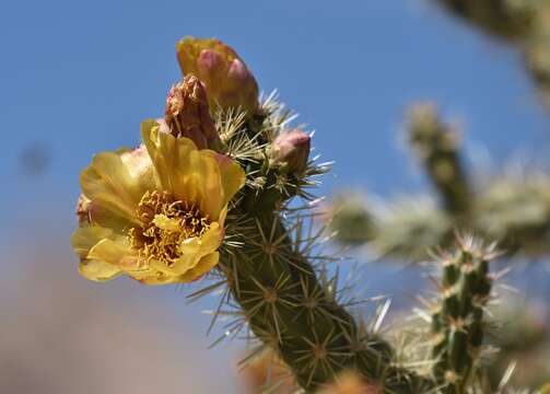 Imagem de Cylindropuntia acanthocarpa (Engelm. & J. M. Bigelow) F. M. Knuth