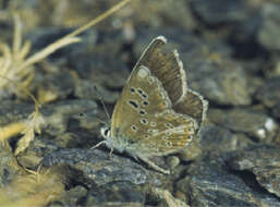 Image of Polyommatus golgus